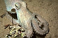 10 Octopus vulgaris